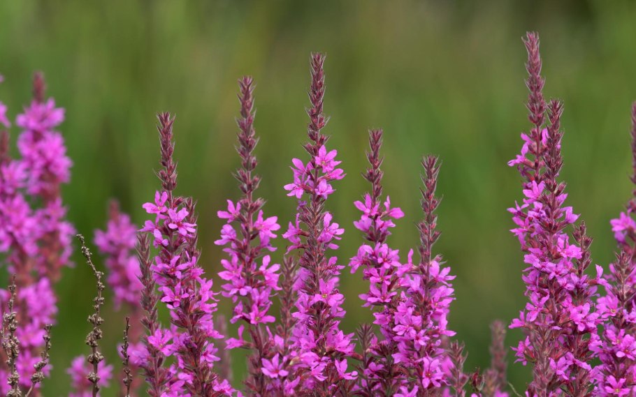 Дербенник иволистный (Lythrum salicaria)
