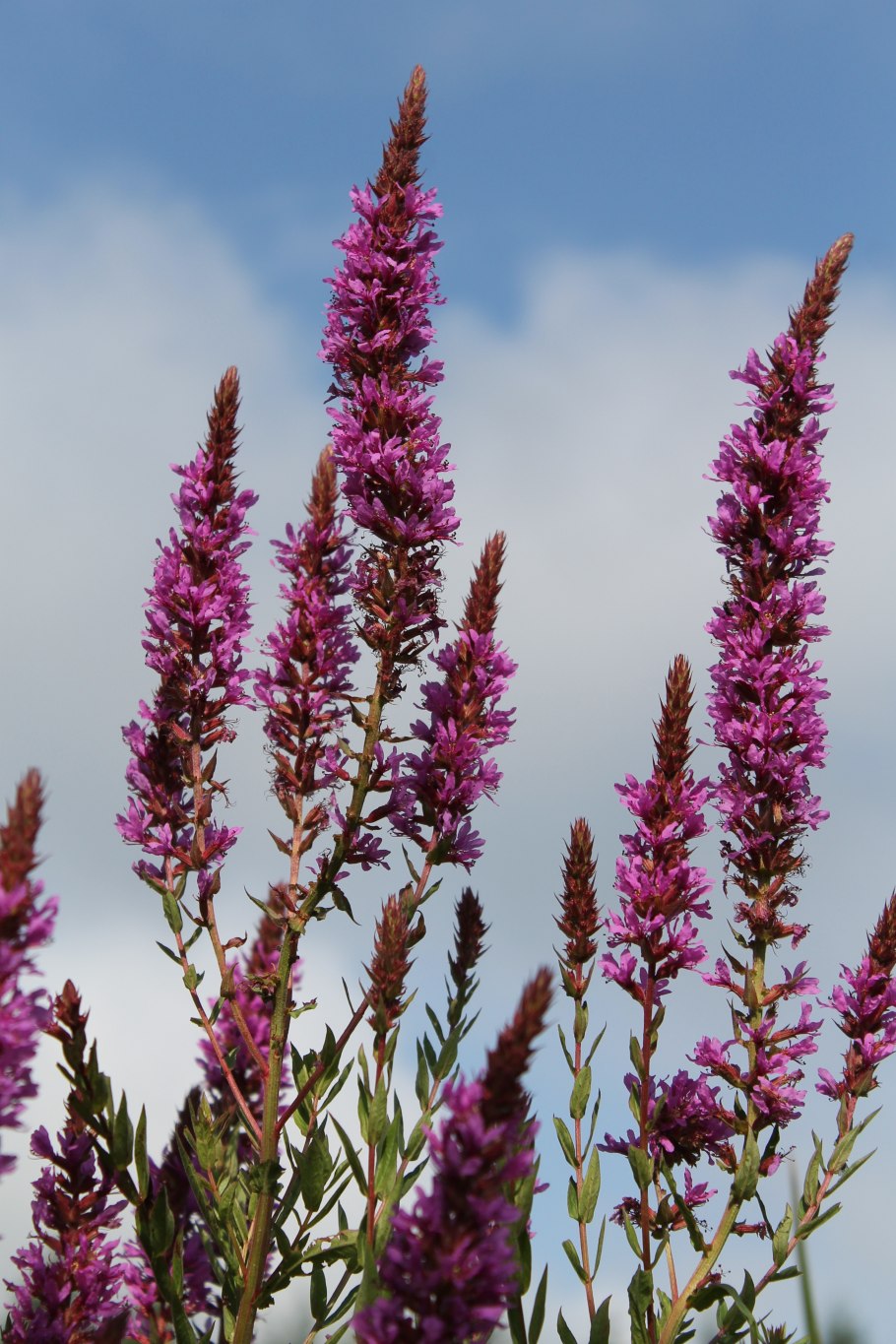 Дербенник иволистный (Lythrum salicaria &#96;Robert&#96;)