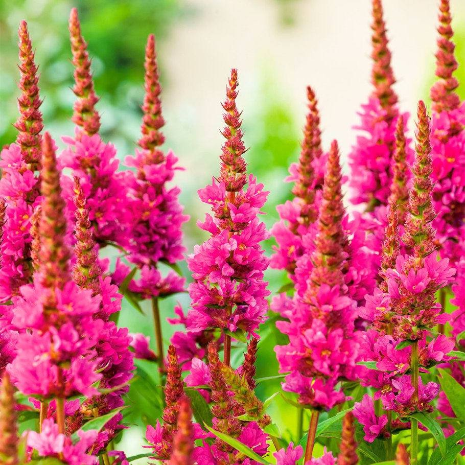 Дербенник иволистный (Lythrum salicaria &#96;Robert&#96;)