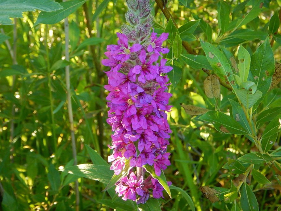 Дербенник иволистный Роберт