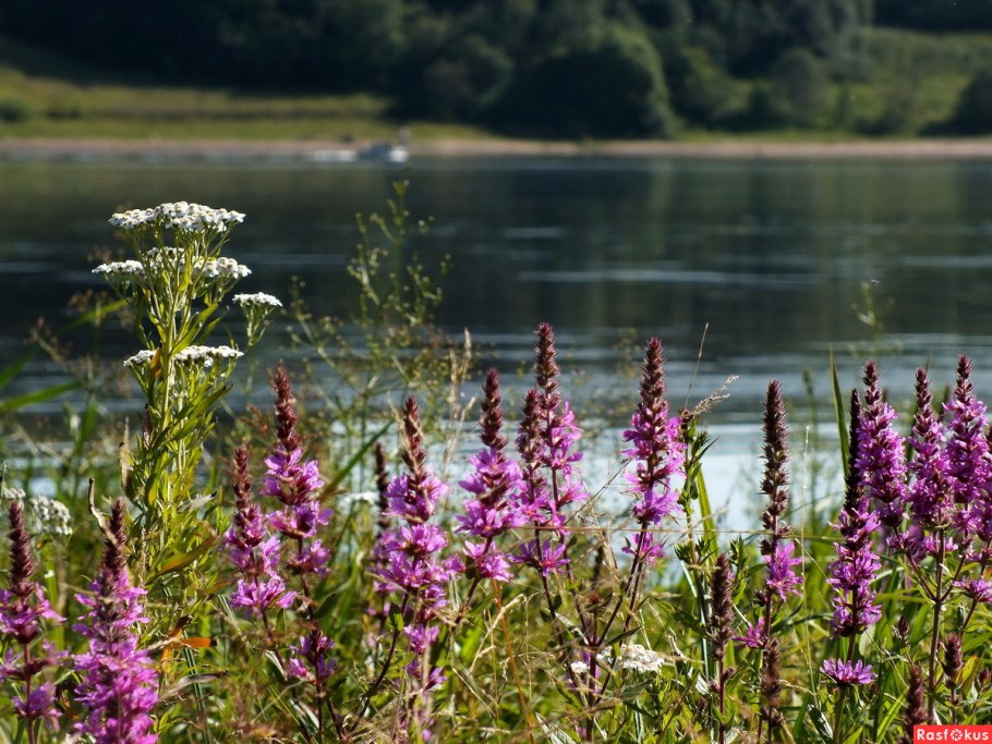 Дербенник иволистный Блаш