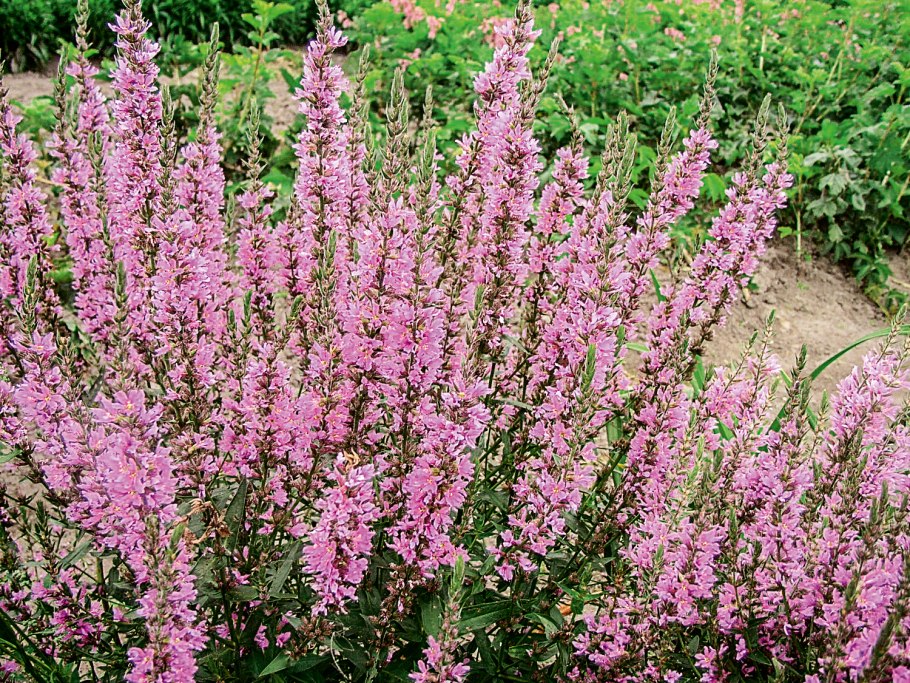 Дербенник Роберт