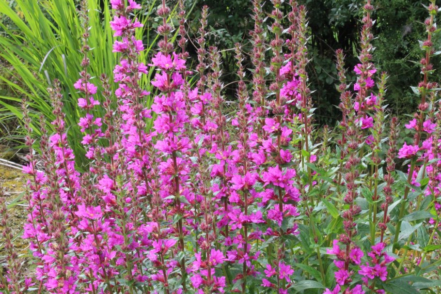 Дербенник иволистный (Lythrum salicaria &#96;Robert&#96;)