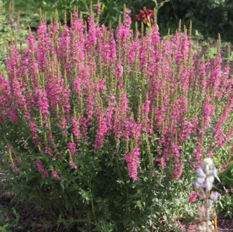 Дербенник иволистный роберт