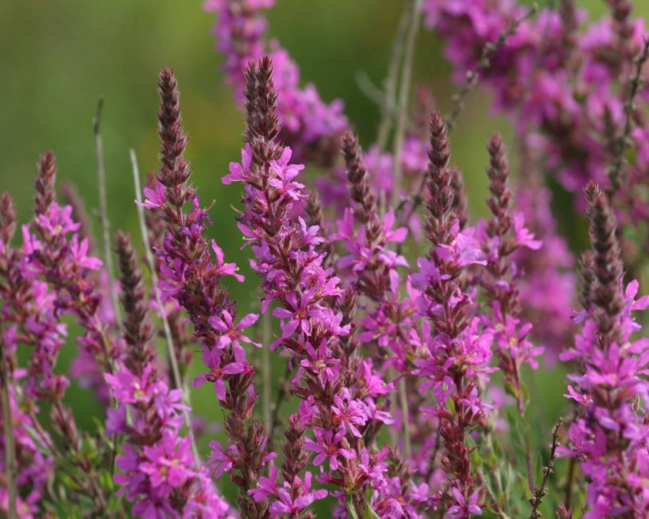 Дербенник иволистный Свирл