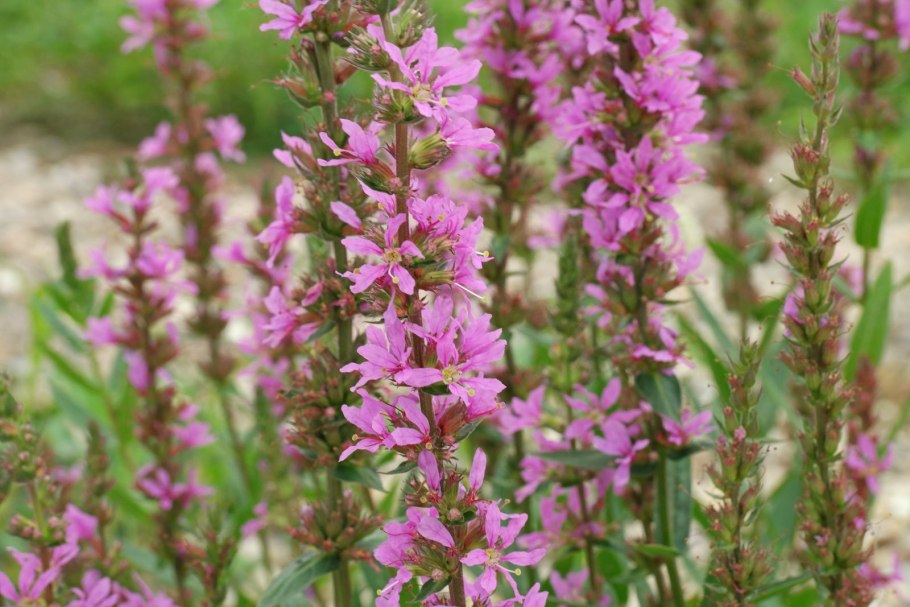 Дербенник иволистный Роберт