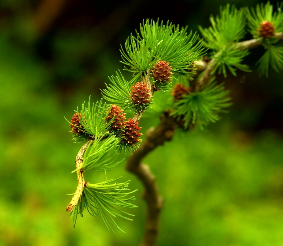 Лиственница Каяндера