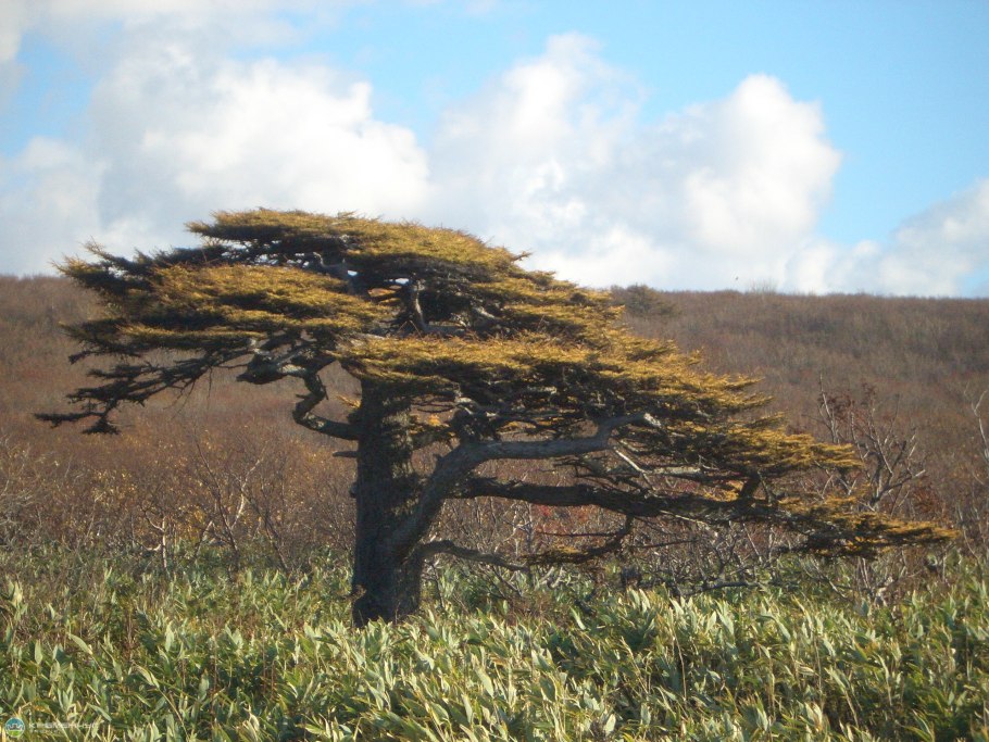 Лиственница Сукачева