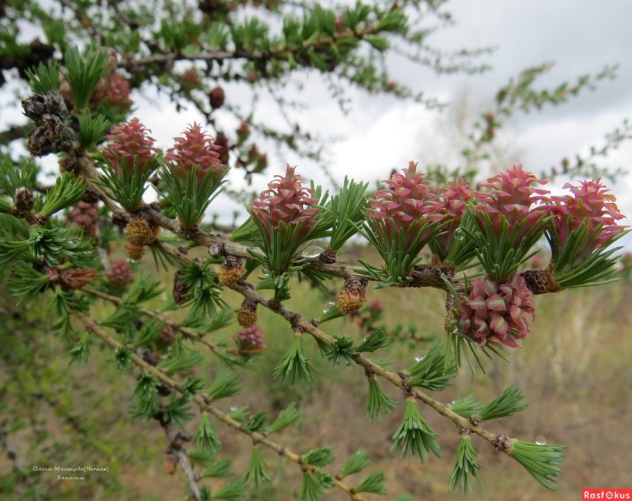 Лиственница американская Larix laricina