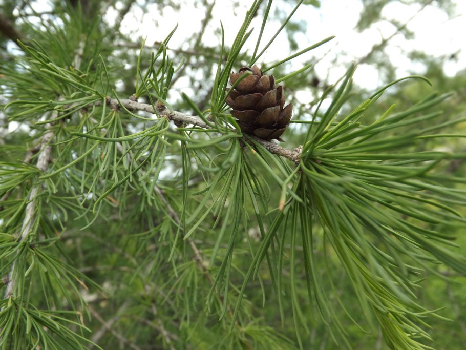 Лиственница сибирская larix sibirica