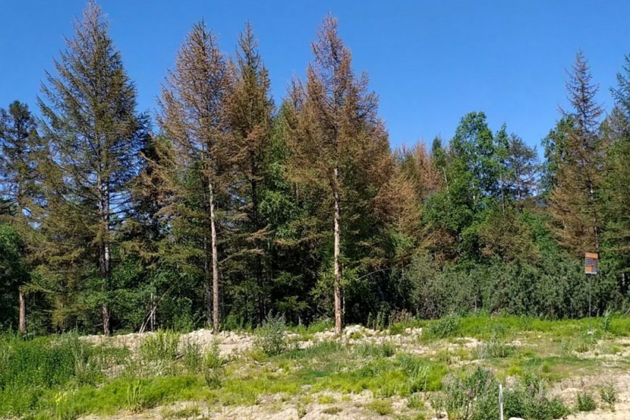 Семена лиственницы