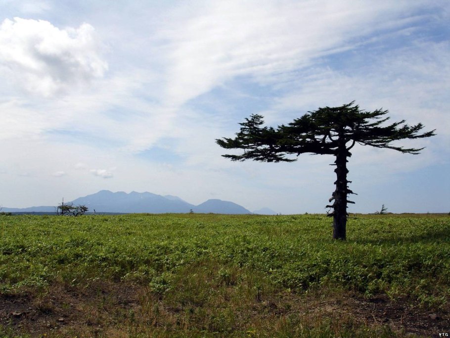 Лиственница Охотская Камчатка