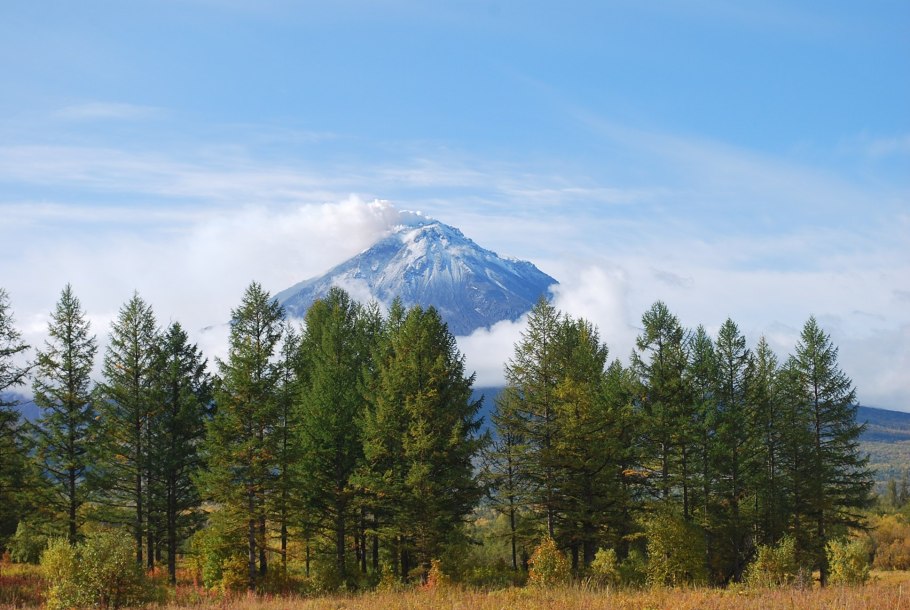 Пихтовая роща Камчатка