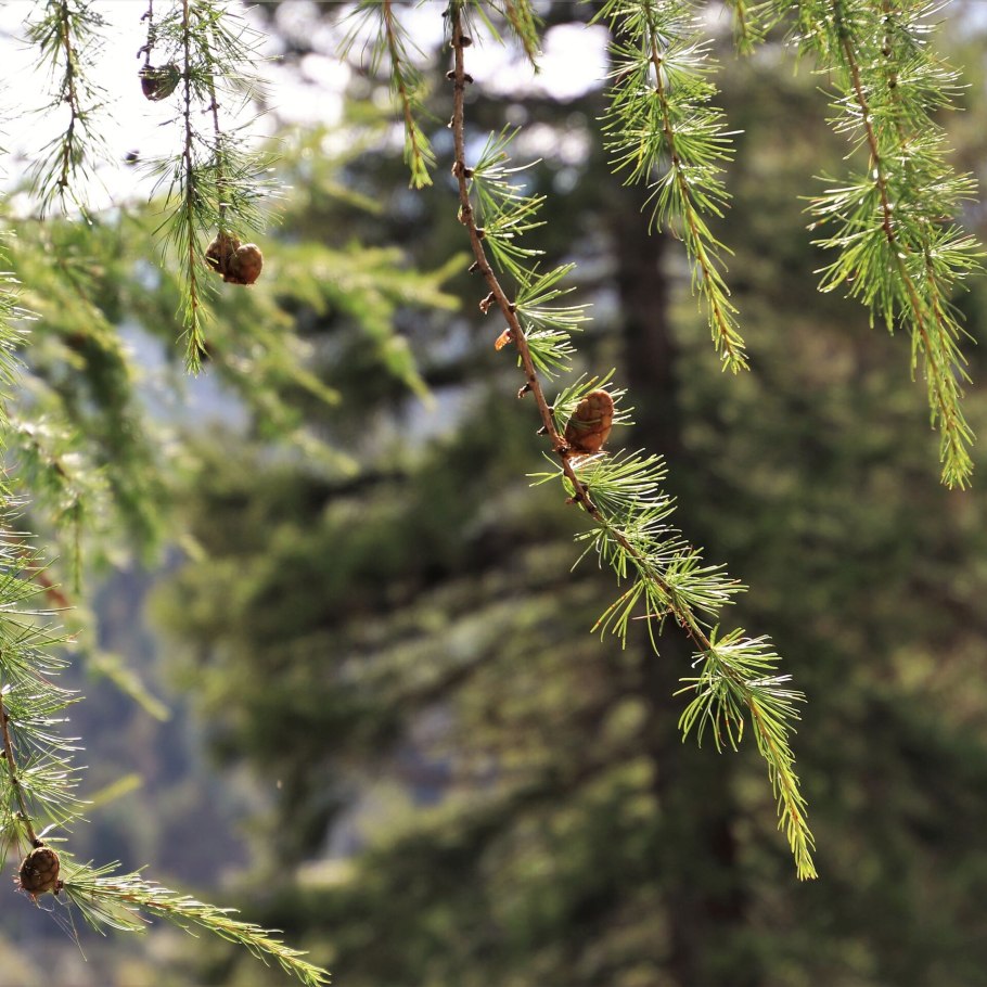 Лиственница даурская