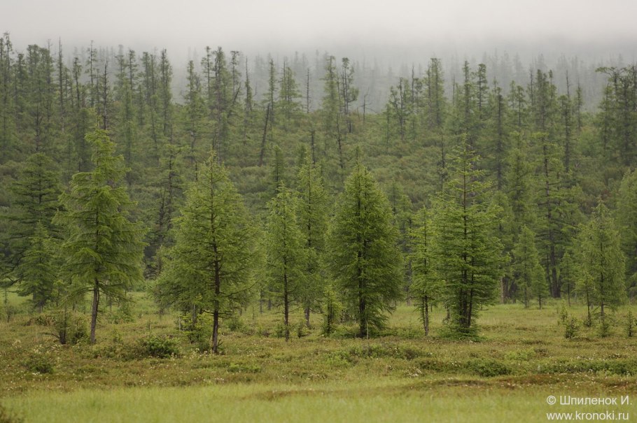 Лиственничная тайга восточной сибири