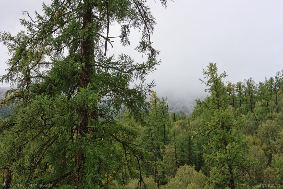 Лиственница сибирская larix sibirica