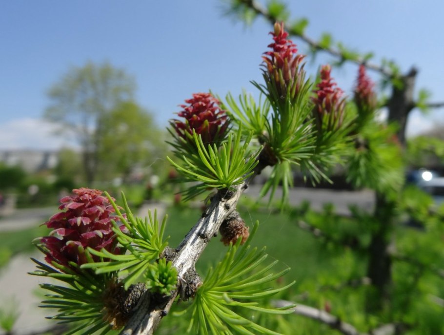 Лиственница даурская шишки