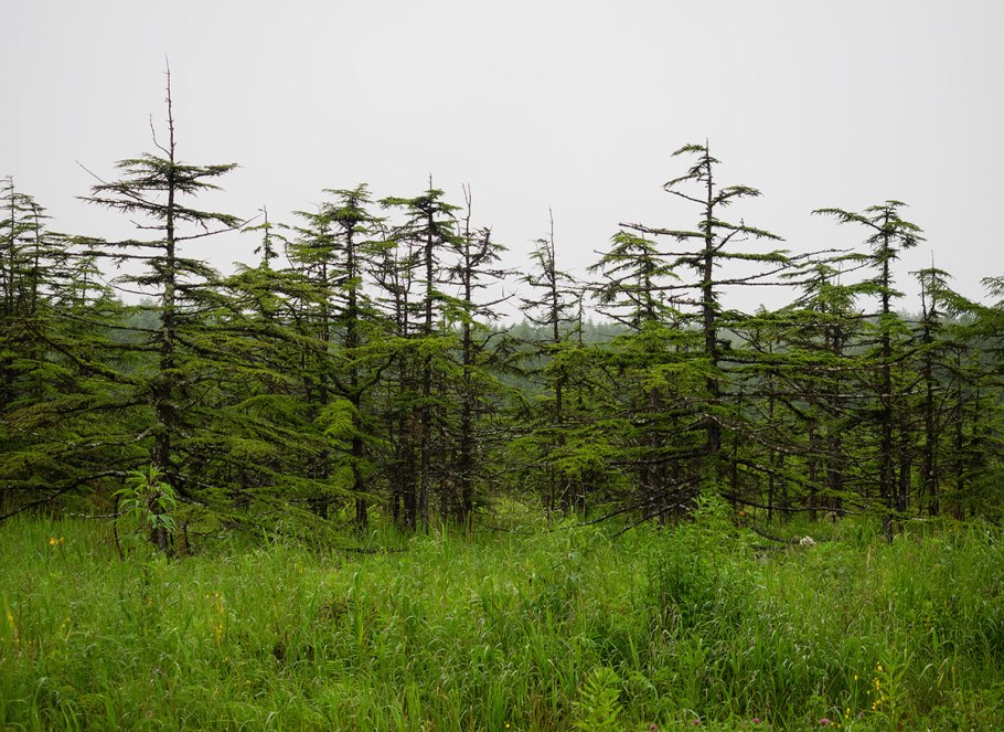 Лиственничный лес якутия