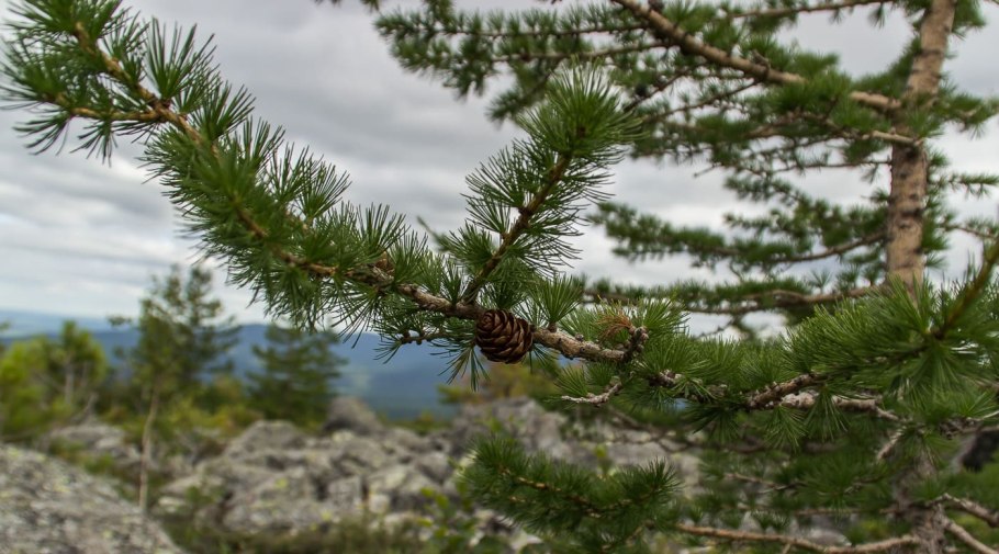 Лиственница западная larix occidentalis