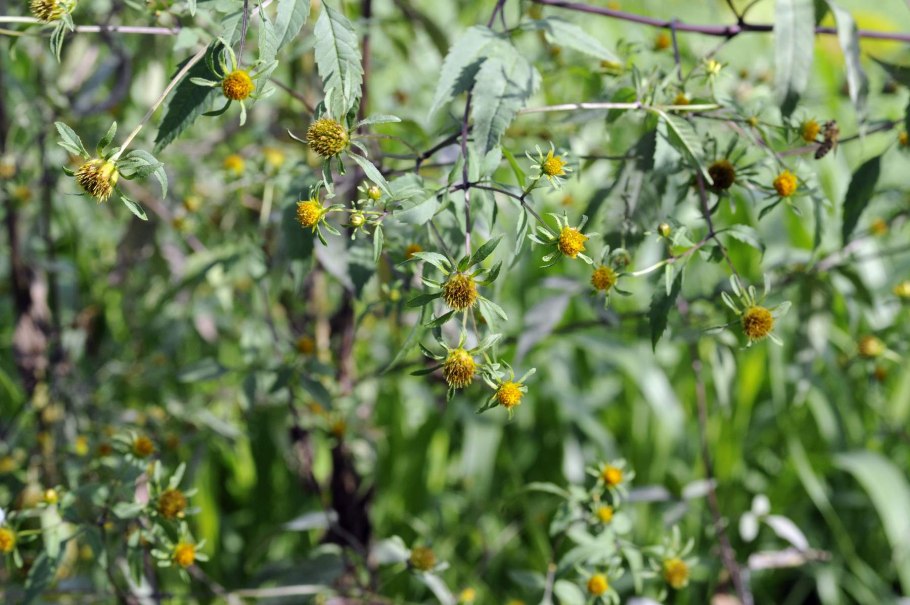 Череда трехраздельная лист