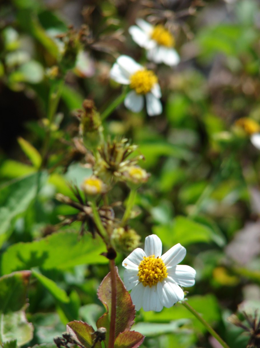 Bidens bipinnata