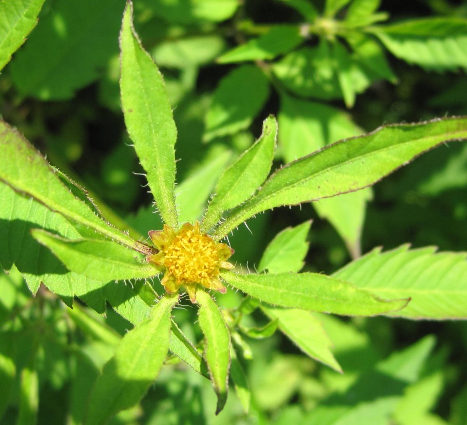 Череда волосистая Bidens pilosa