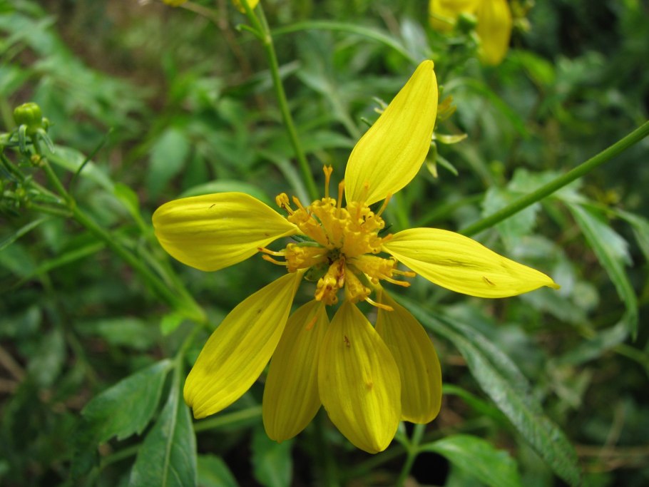 Bidens frondosa растение