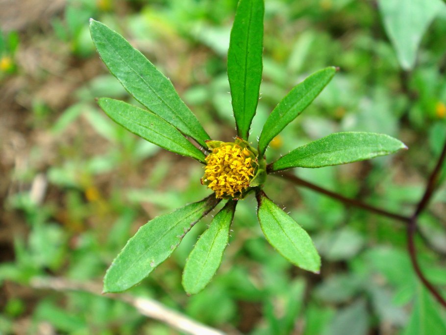 Череда олиственная Bidens frondosa l.