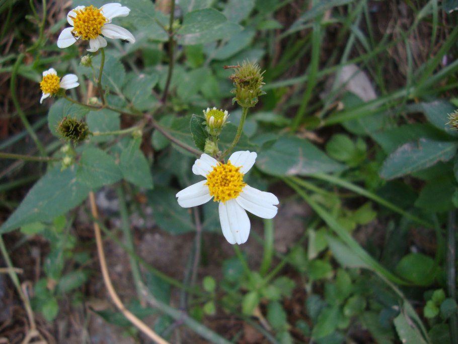 Bidens frondosa