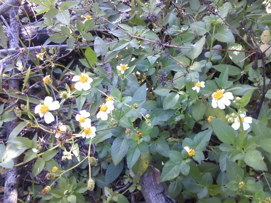Bidens pilosa l.