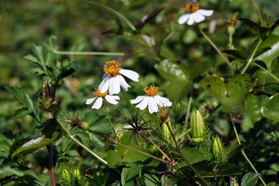 Череда волосистая (Bidens pilosa l.)
