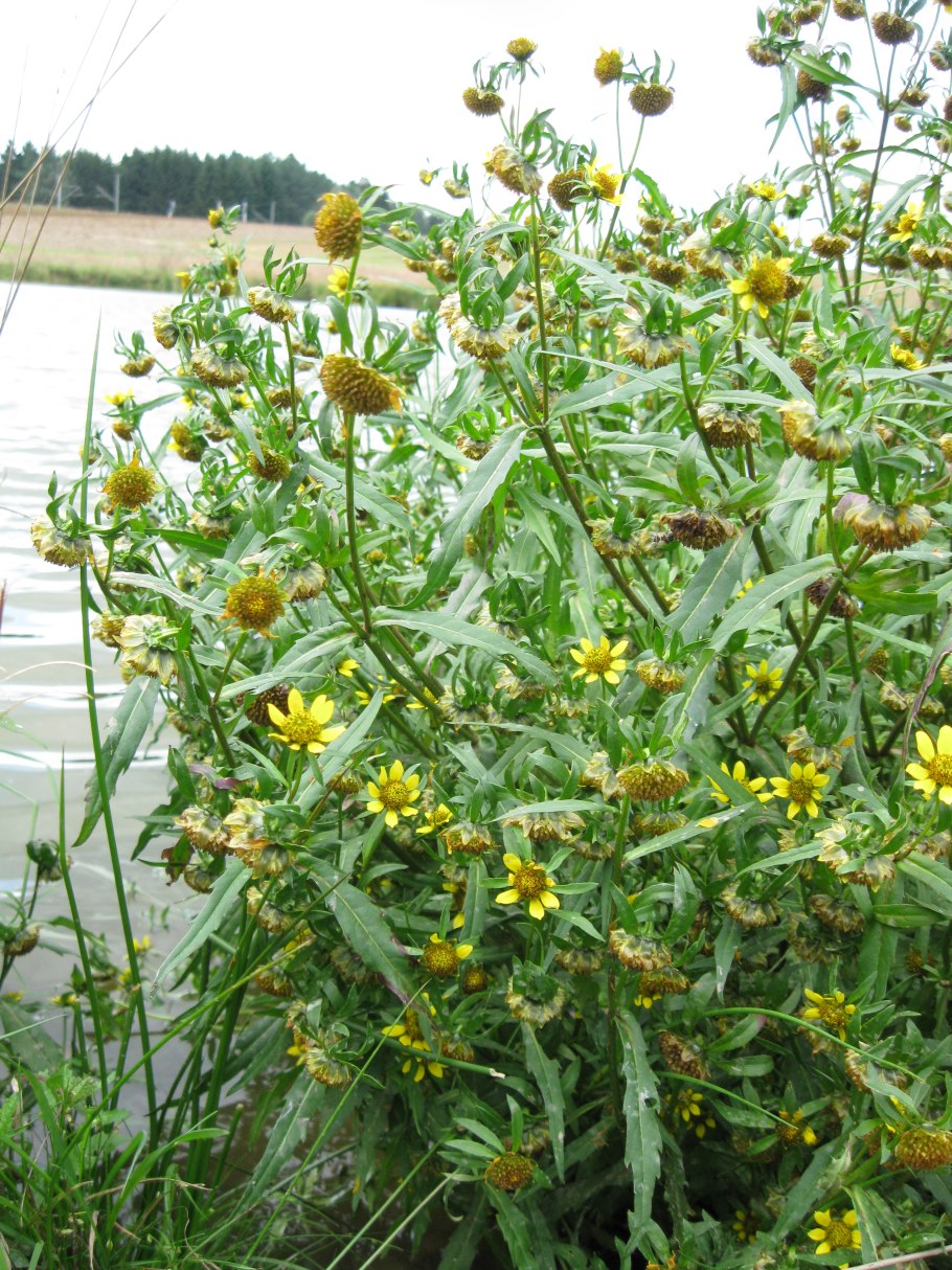 Череда волосистая Росток