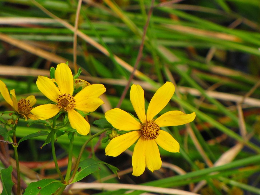 Череда трехраздельная