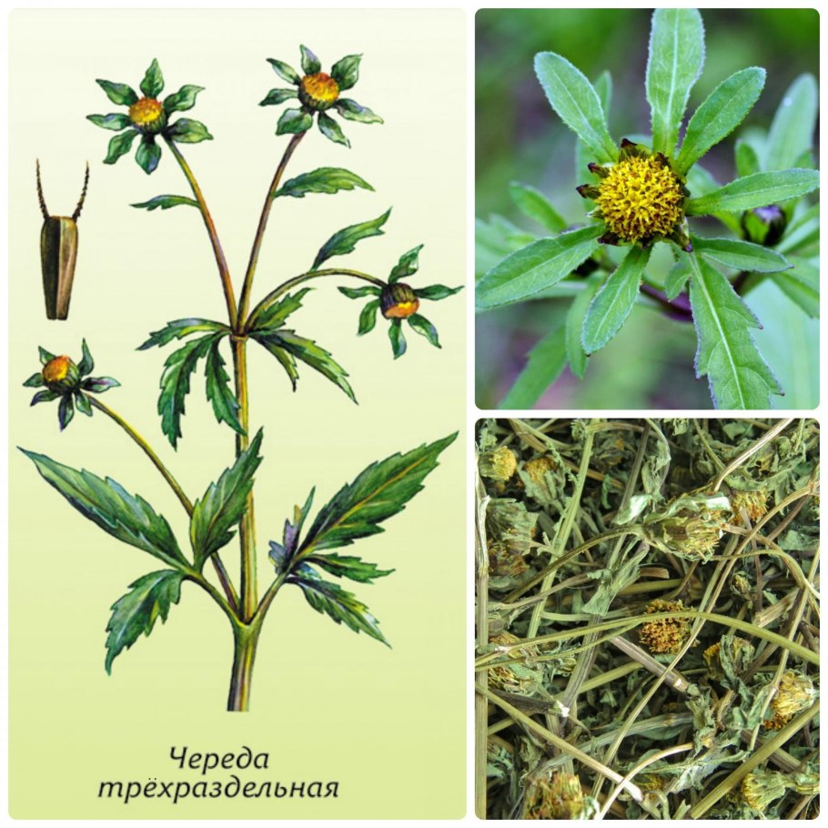 Череда волосистая сорняк