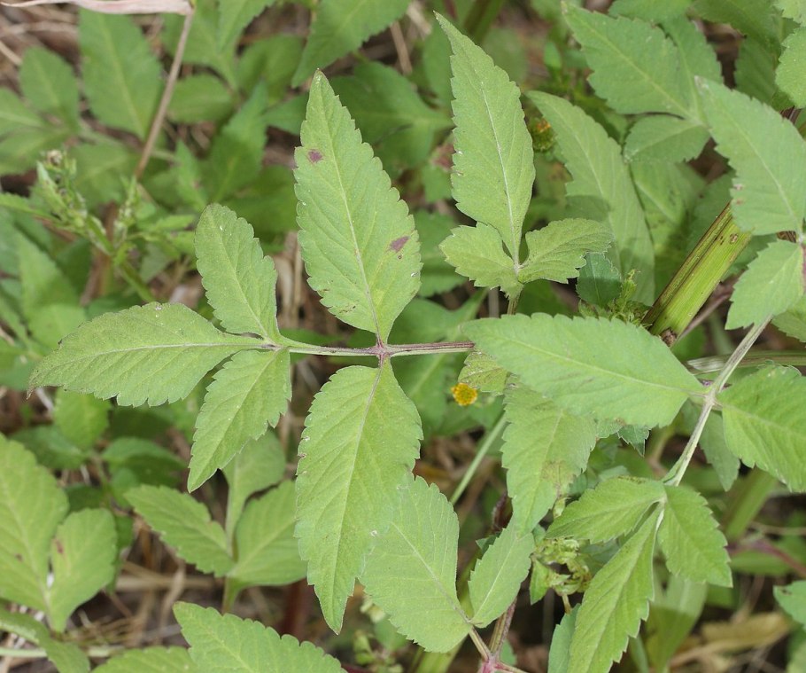 Череда трехраздельная, золотушная трава