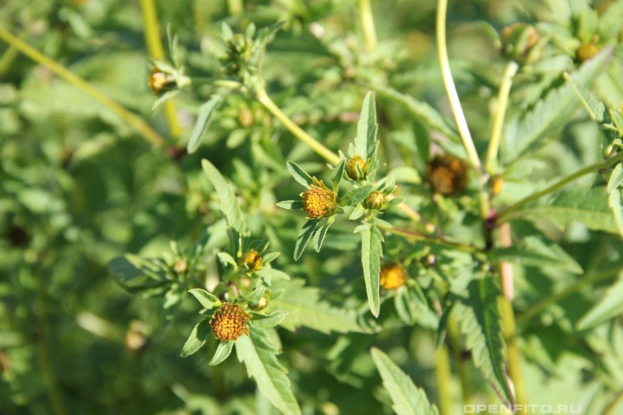 Череда волосистая Bidens pilosa