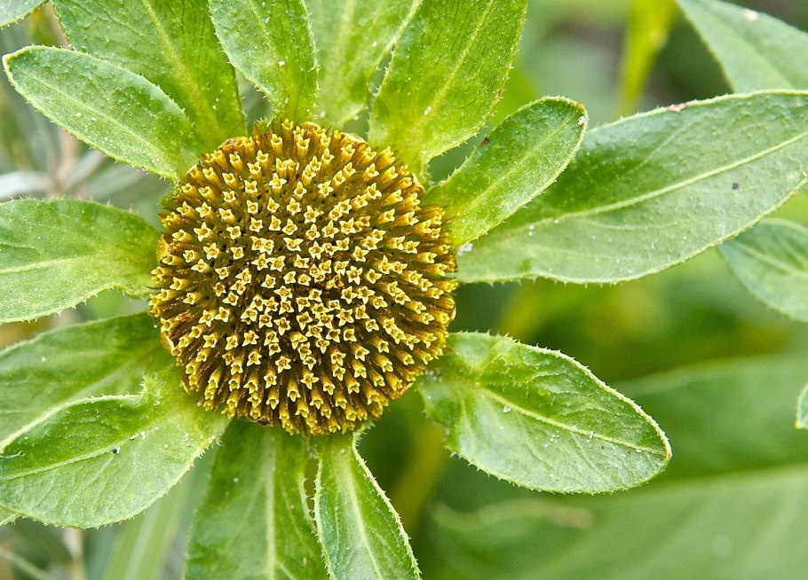 Череда трёхраздельная