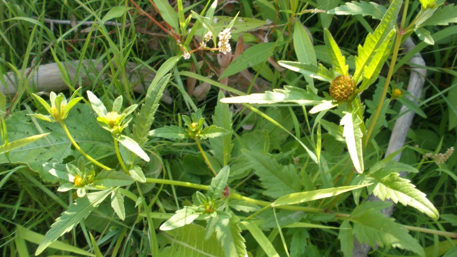 Череда волосистая карантинный сорняк