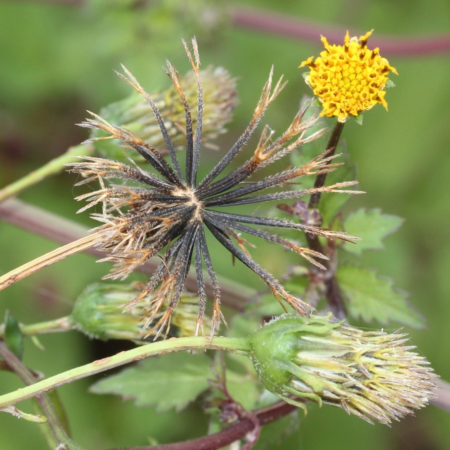 Bidens frondosa
