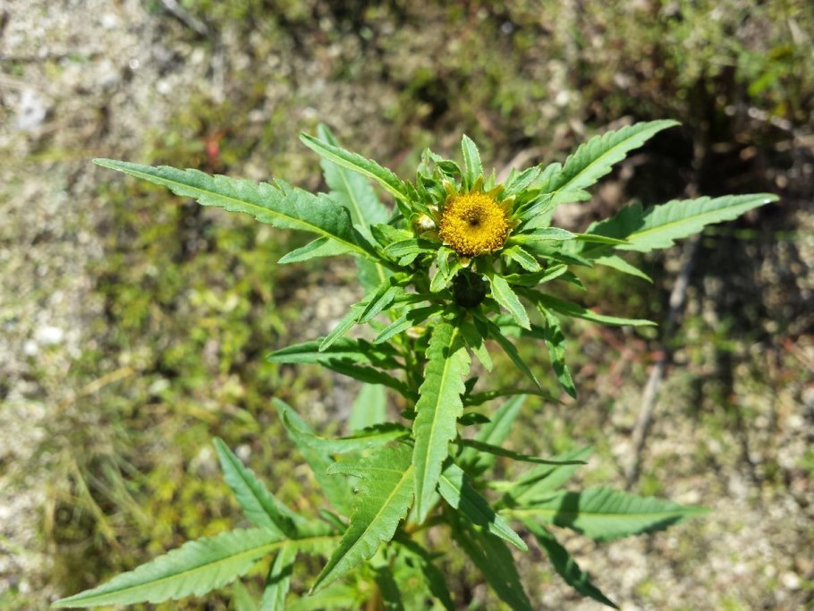 Череда волосистая Bidens pilosa