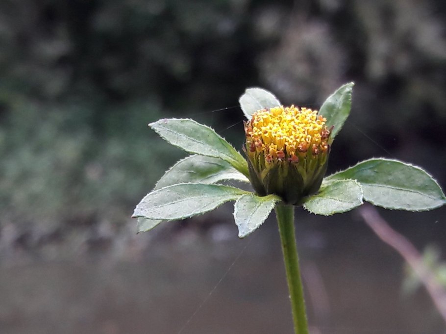 Череда переменчивая Bidens subalternans