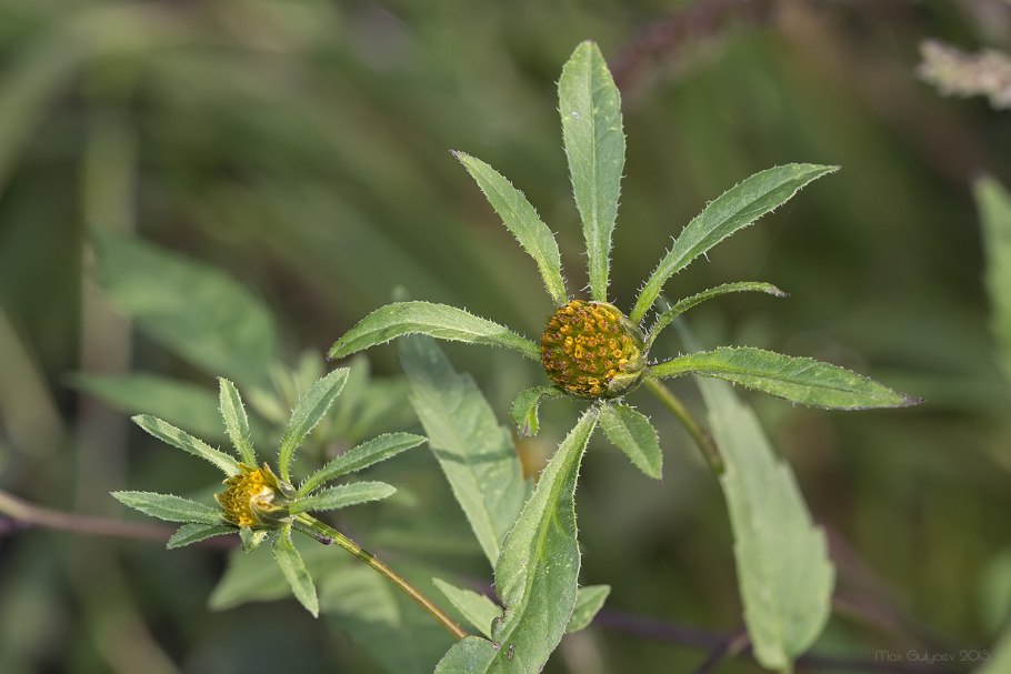 Bidens pilosa