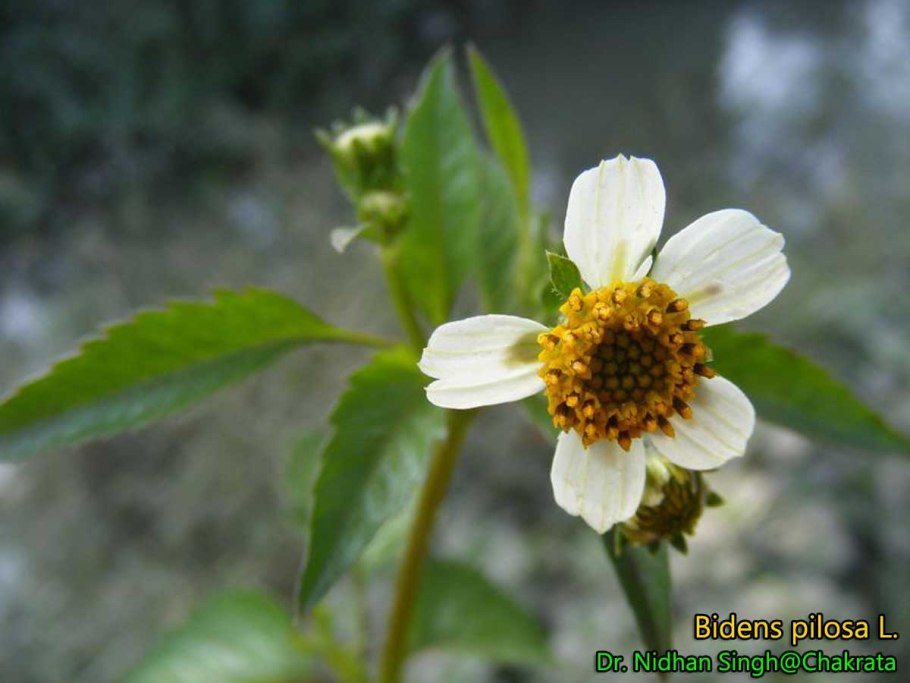 Bidens pilosa