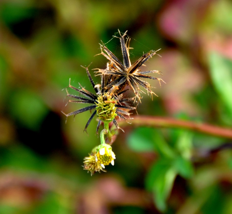 Череда волосистая bidens pilosa
