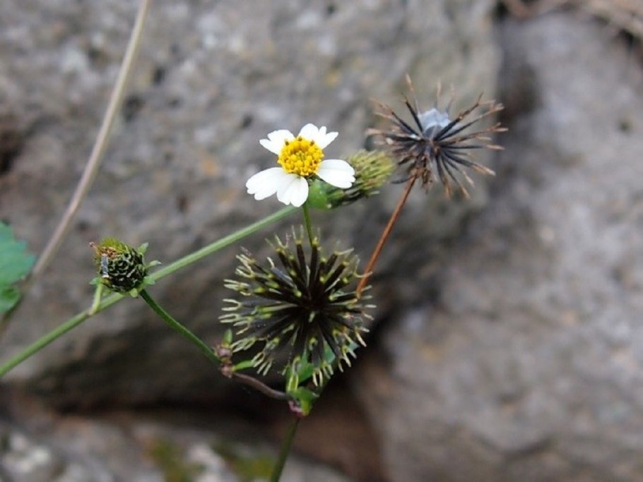 Череда волосистая (Bidens pilosa l.)