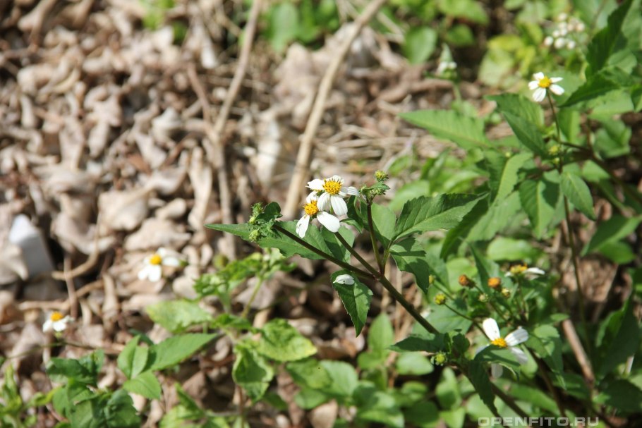 Bidens pilosa растение