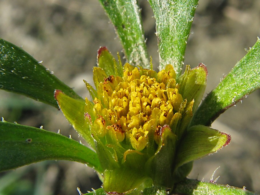 Bidens frondosa