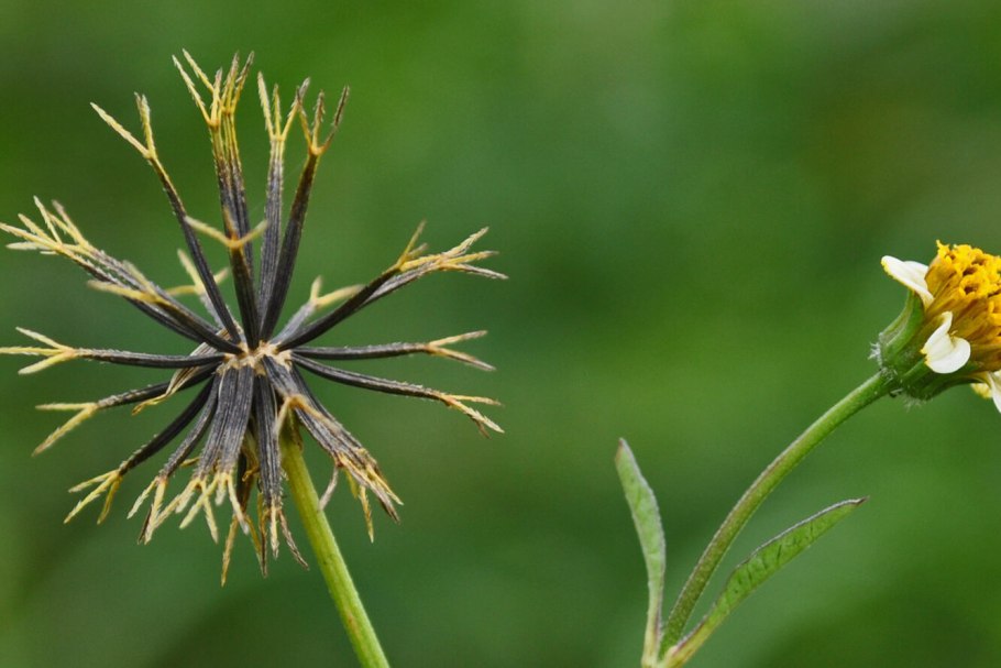 Череда волосистая фото