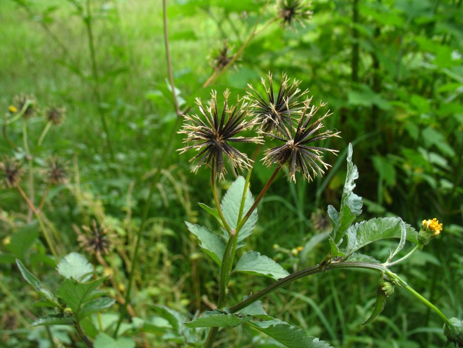 Bidens pilosa l.