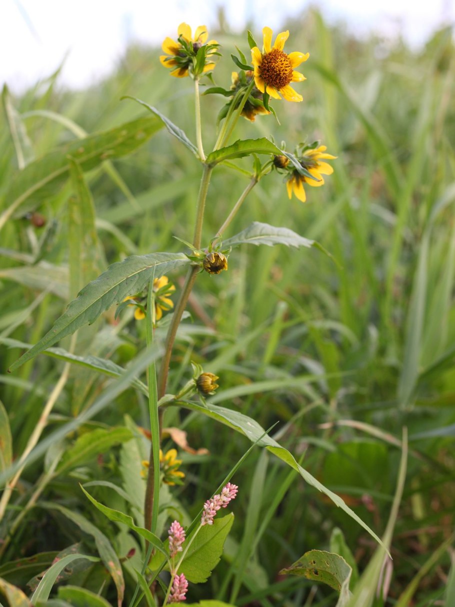 Череда биденс